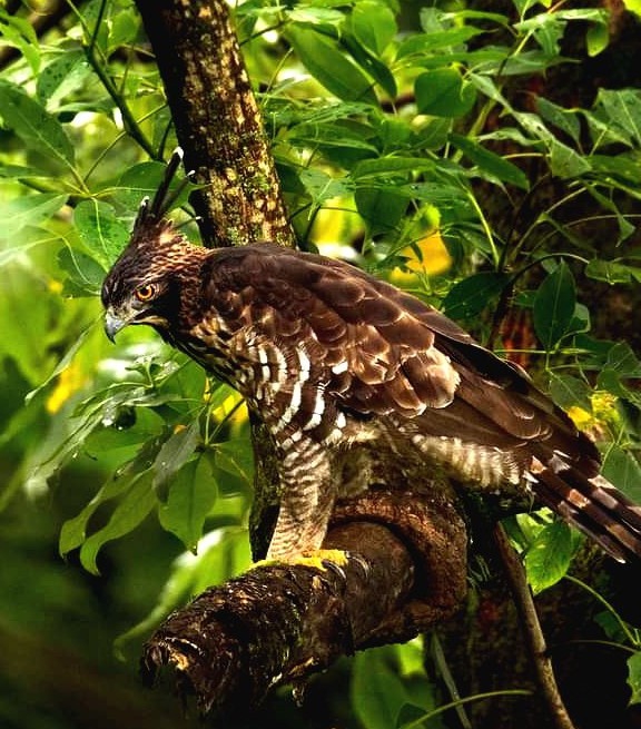 Eagle