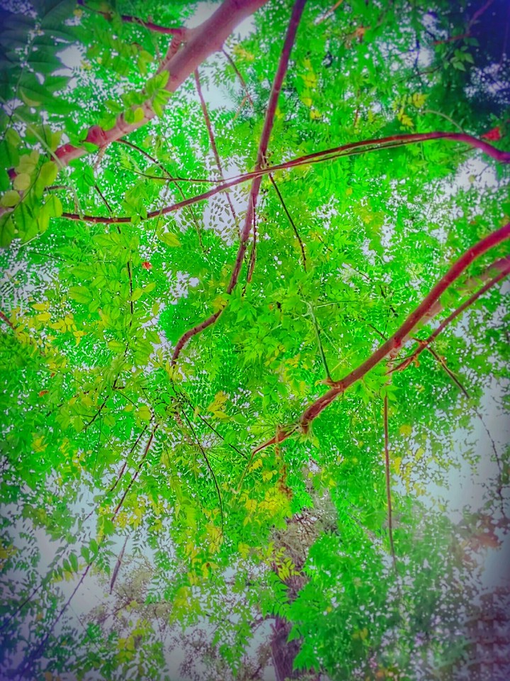 #trees #tree