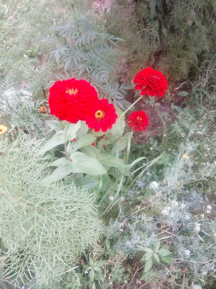 цветы