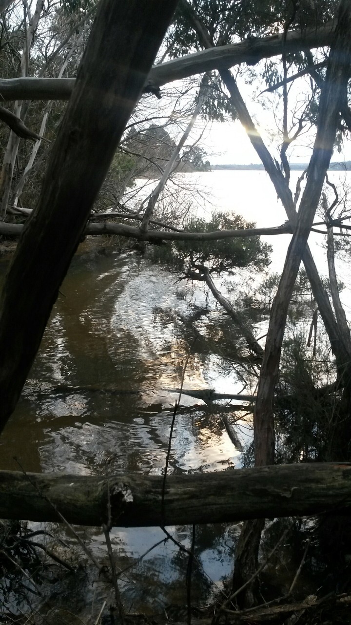 Network of branches, Lake Narracan