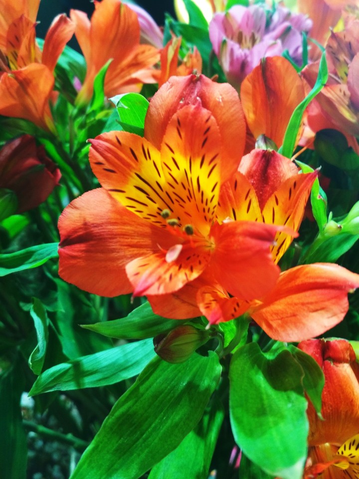 flower