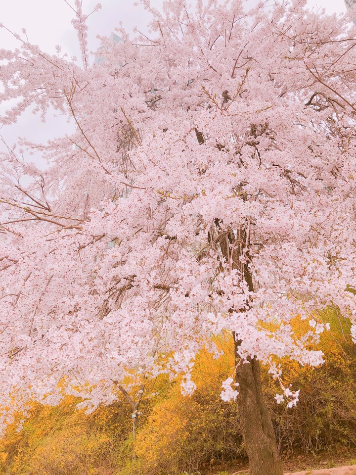 two flower tree in the city