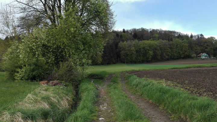 Feldweg im Frühling