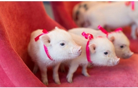 a pink pig