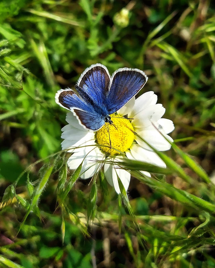 Summer butterfly
