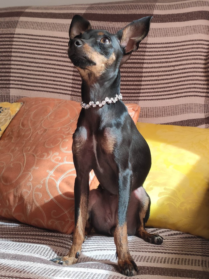 Pinscher