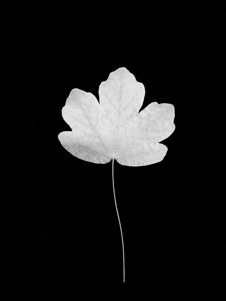 beautiful leaf