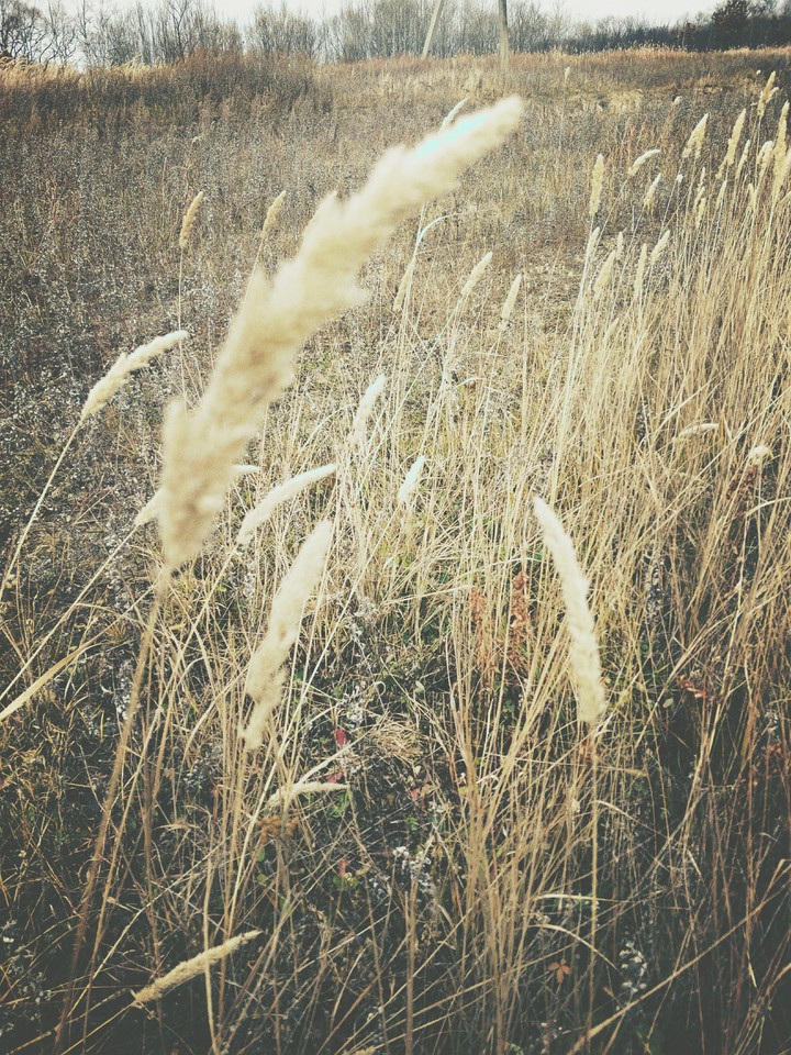 fields 2