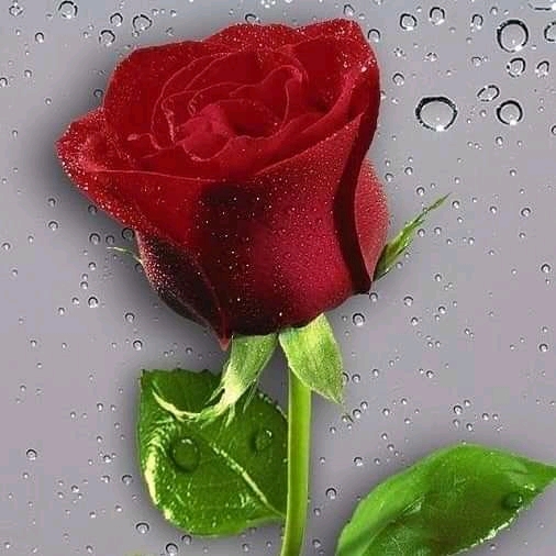 rosa