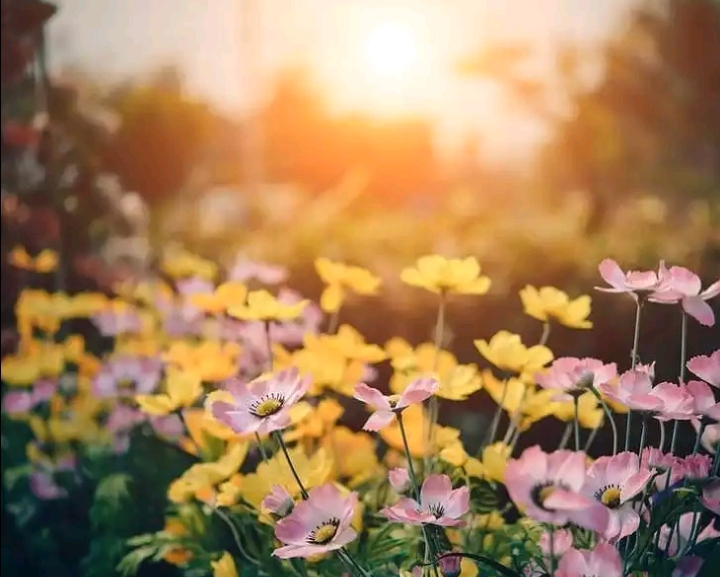 Flowers