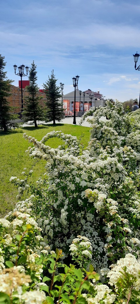 hình nền flower, Garden