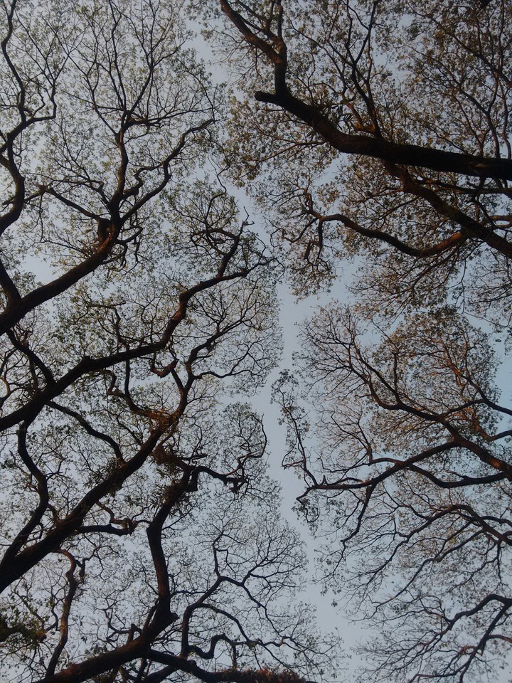 look up to the sky
