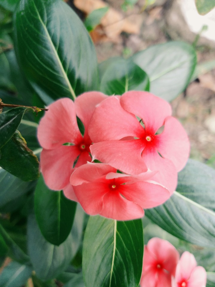 Flowers
