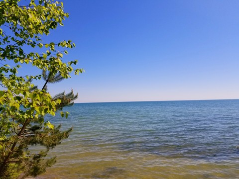 tree by lake