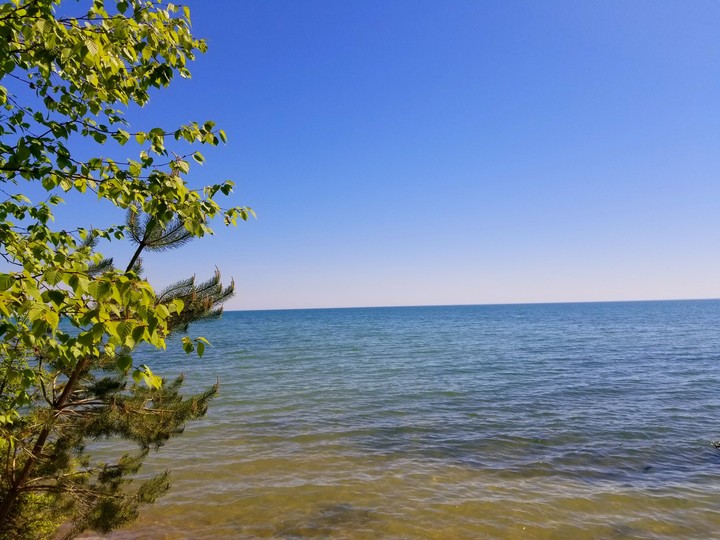 tree by lake