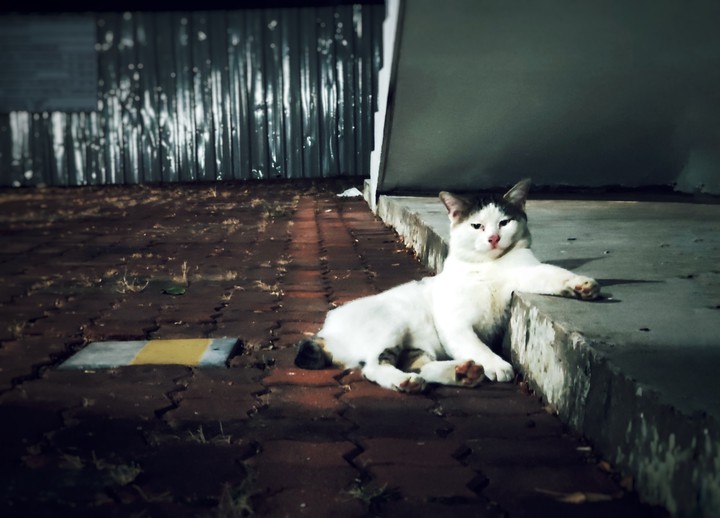 Baller cat