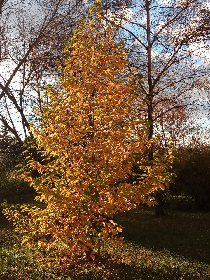 Fall