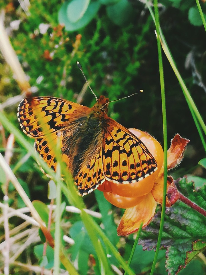 Wonders of nature
