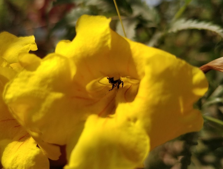flowerBug