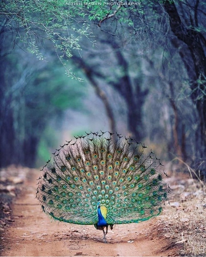 PEACOCK