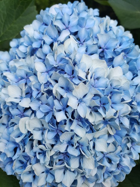 Hydrangea macrophylla