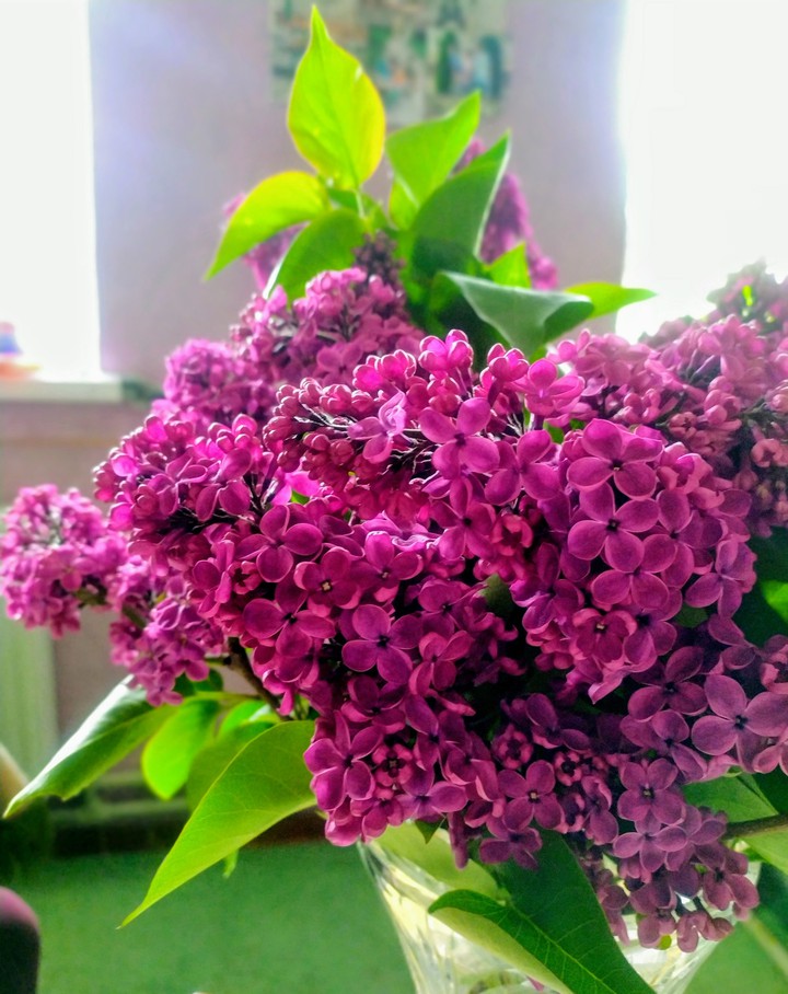 сирень