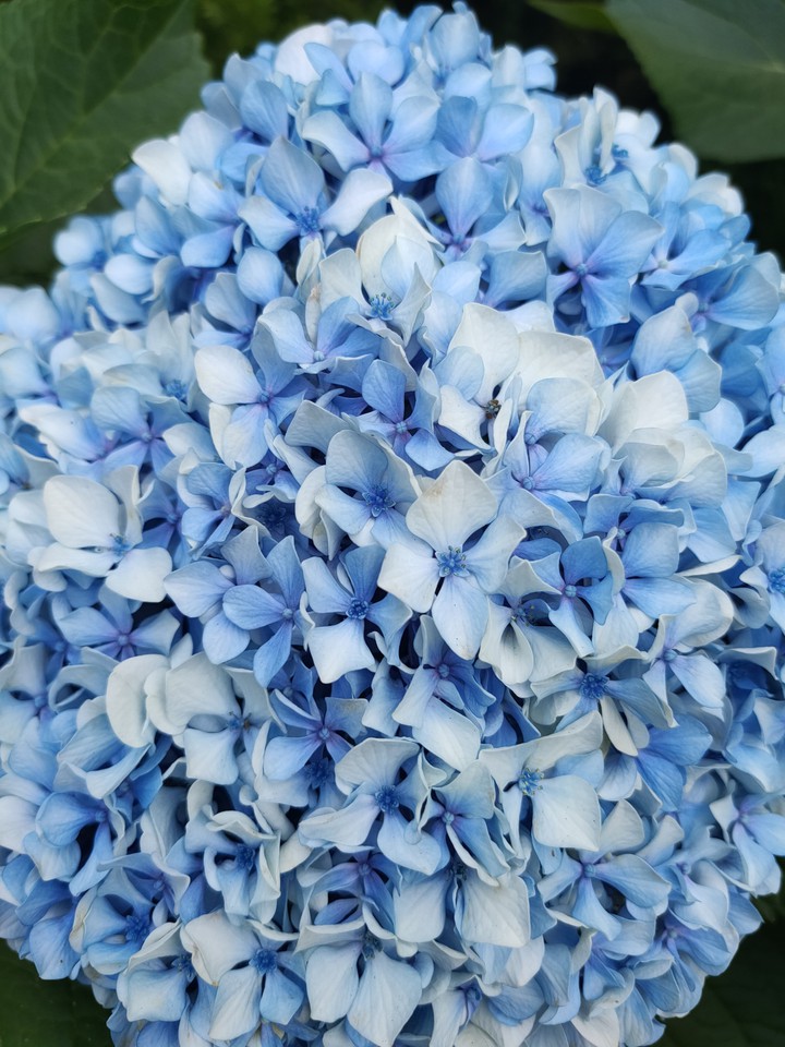 Hydrangea macrophylla
