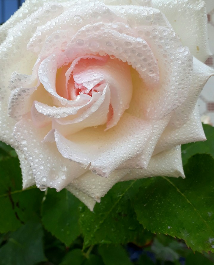 rose drop particle beautiful