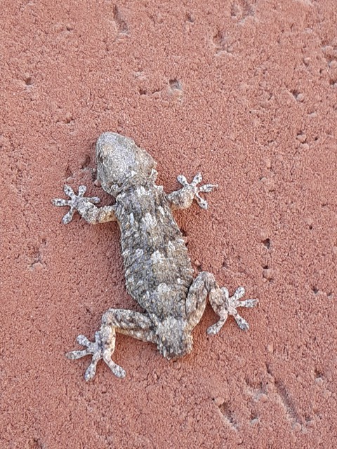 geco