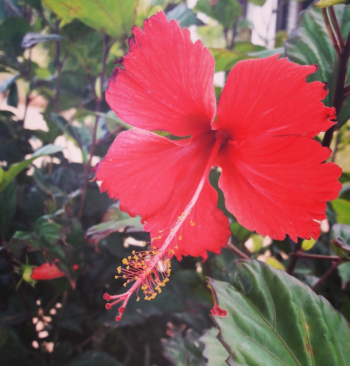 tanzanian flower