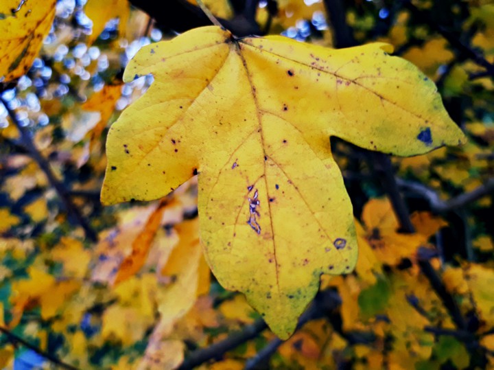 Autumm leaf