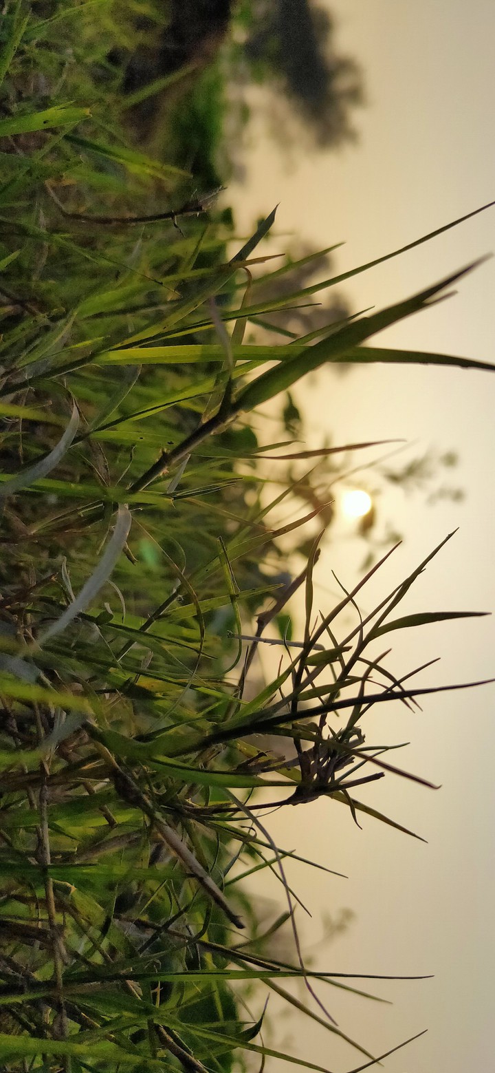 Green Grass