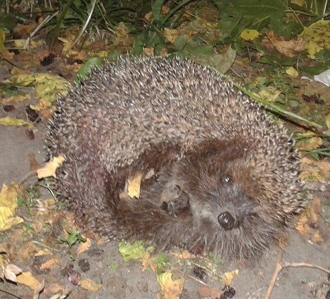 hedgehog
