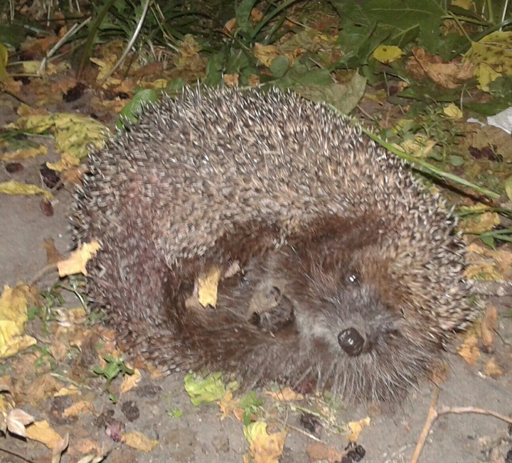 hedgehog