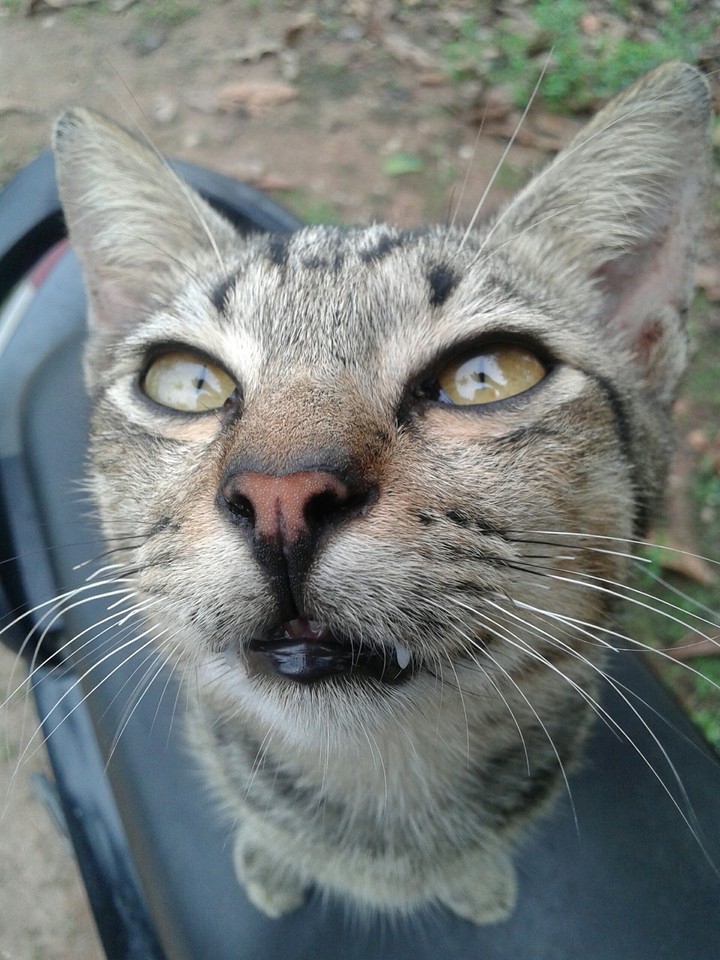 cat