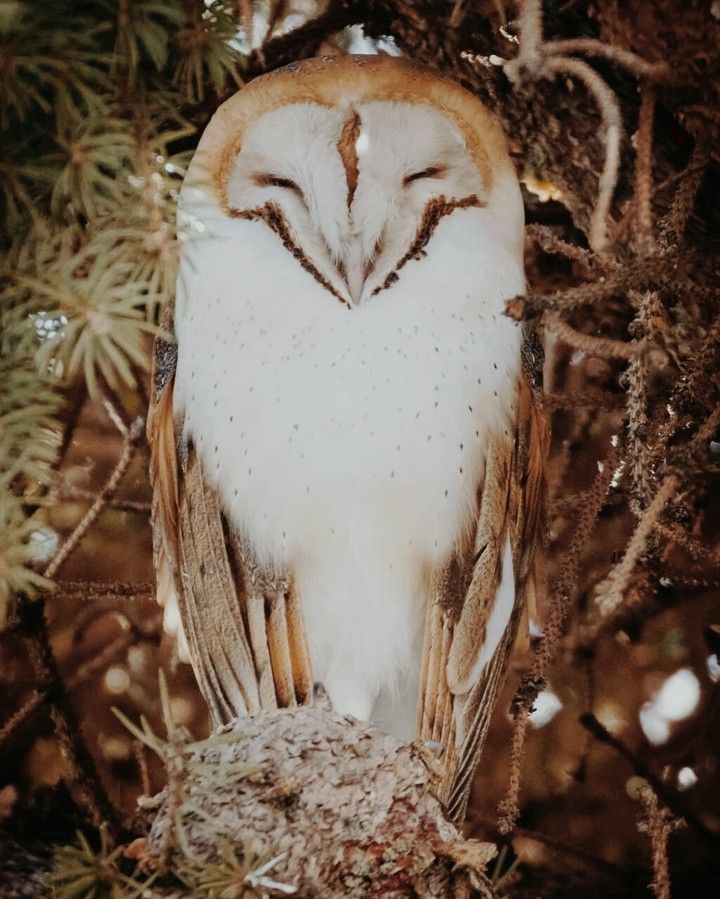 owl