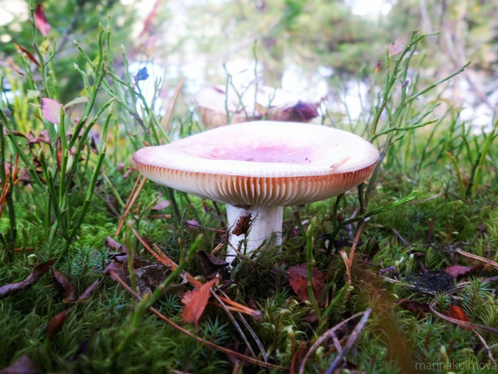 Small fungus