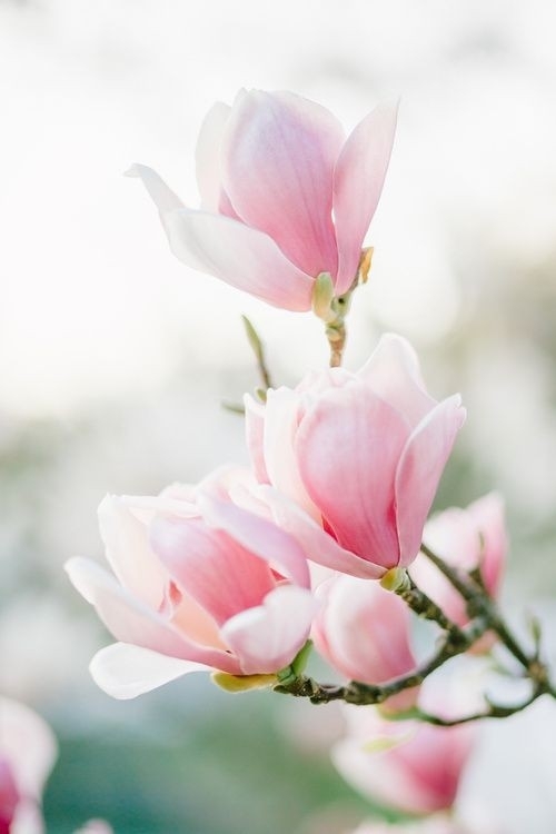 flor