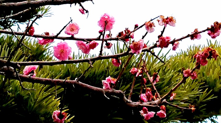 plum against pine