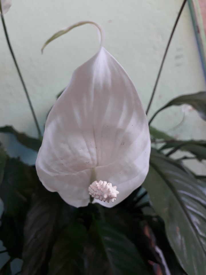 plant
