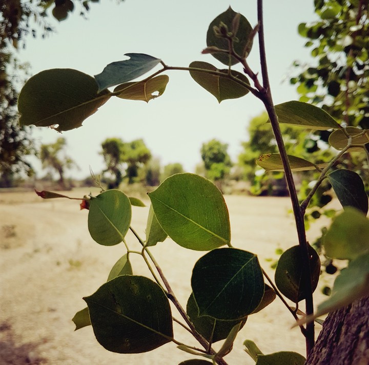 leaf