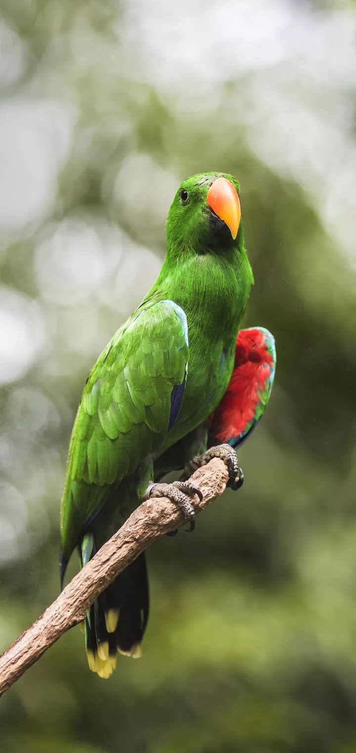 Adorable parrot