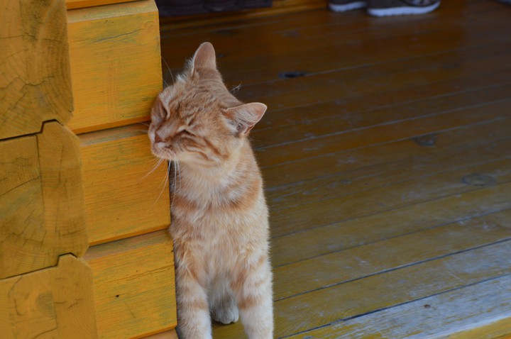 cat