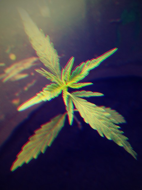 Marijuana