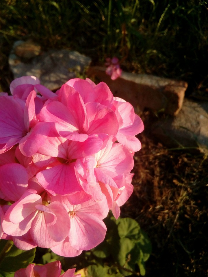A Bouquet of Pink touched with Sunshine