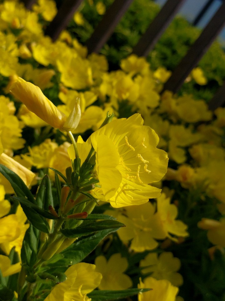 Yellow and Green.....