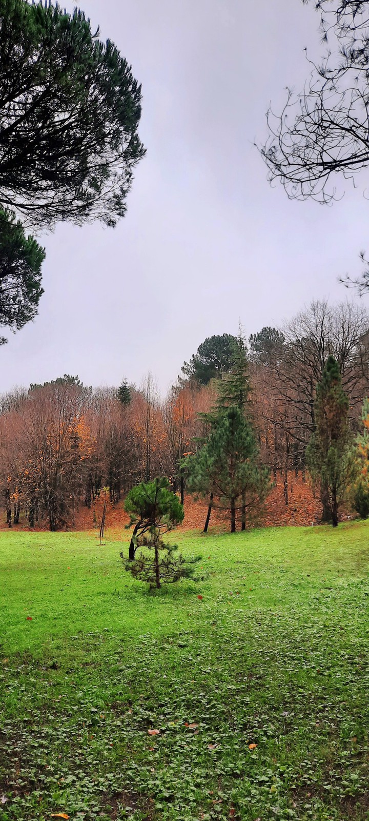 forest