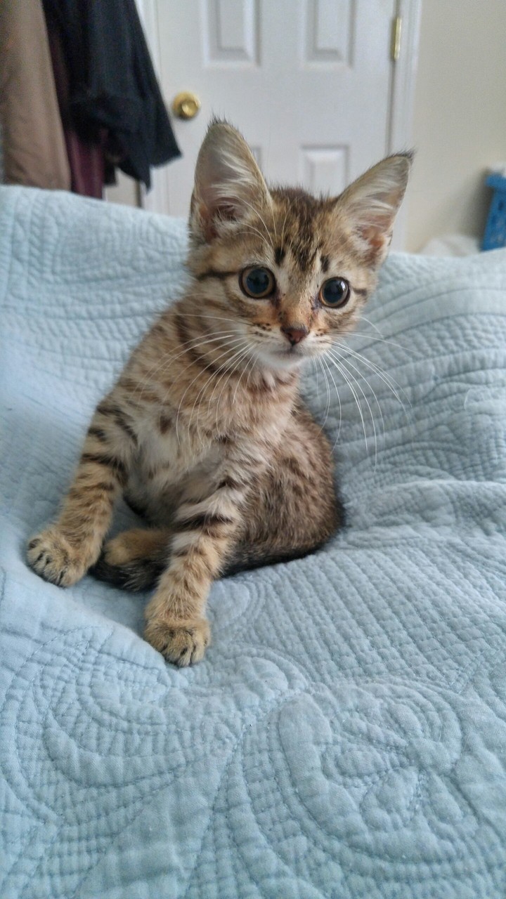 Curious kitty
