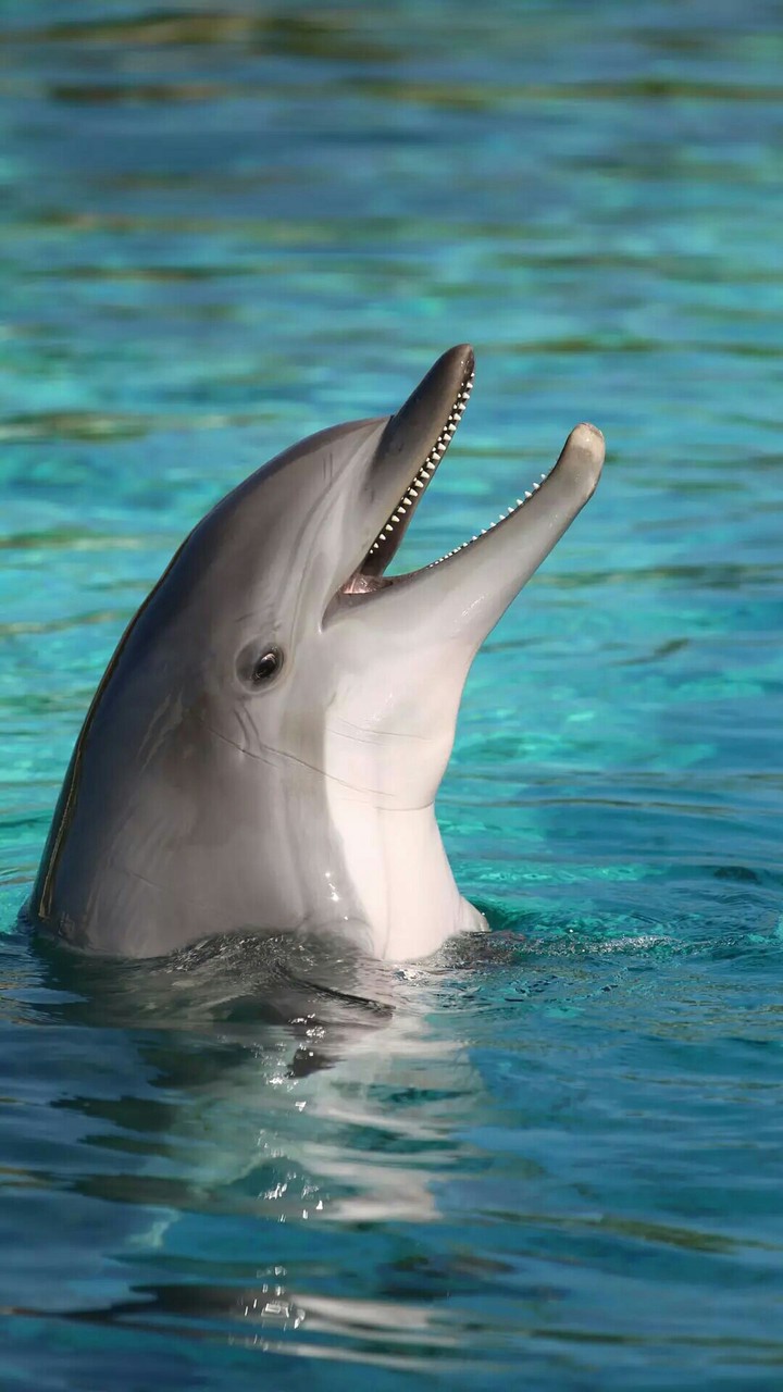 dolphin's mouth
