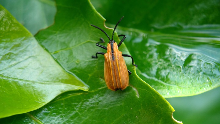 insecto